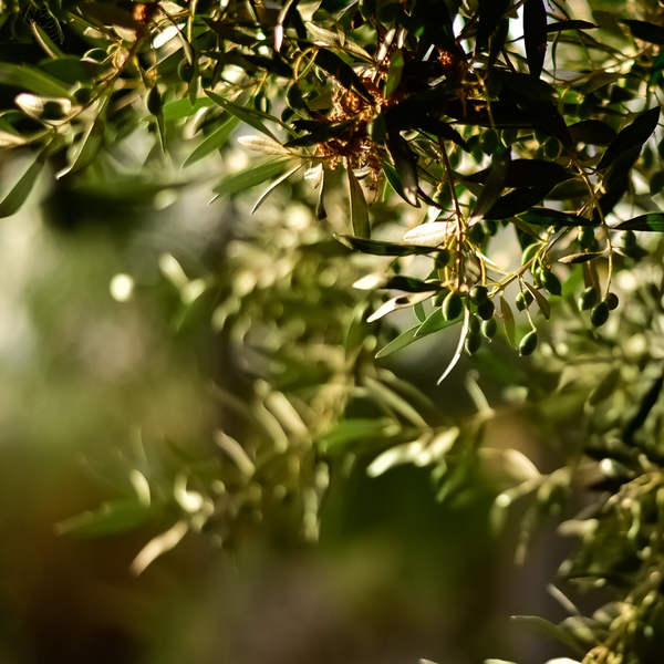 Olive leaf extract